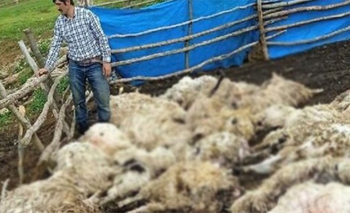 Gök gürültüsünden korkup birbirini ezen 55 koyun telef oldu