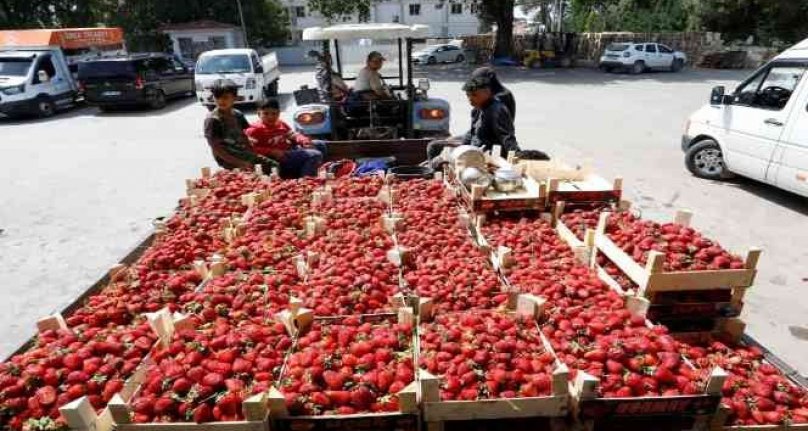 Bursa'da çilek hasadı başladı