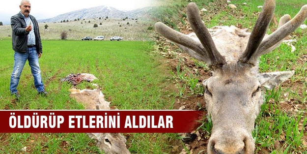 Öldürüp etlerini aldılar