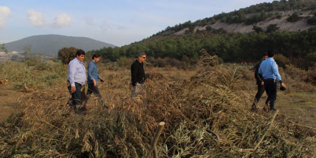 6 bin zeytin ağacı boşuna mı kesildi?