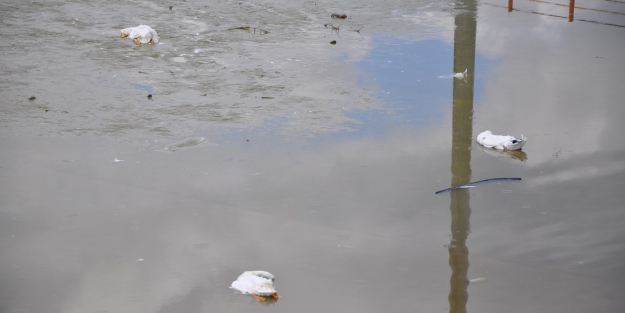 Bursa'da ördek ölümlerine tepki