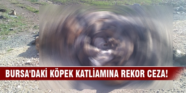 Bursa'daki köpek katliamına rekor ceza!