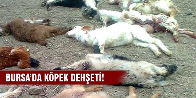 Köpekler çiftlikteki hayvanları parçaladı