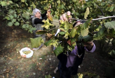 Fındık bahçelerinde "virüs" tehdidi