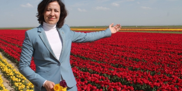 Türkiye’nin laleleri burada yetiştiriliyor