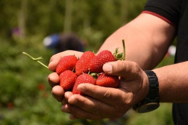 'Kırmızı elmas' Bursa'da toplanıyor! 5 ülkeye ihraç ediliyor