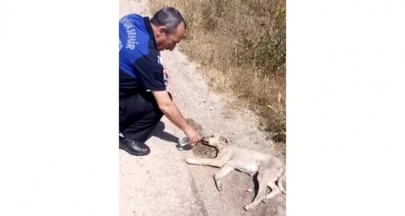 Bursa'da bitkin düşen yavru köpeğin yardımına zabıtalar yetişti