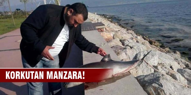 İzmit Körfezi’nde yunus ölüleri endişelendirdi