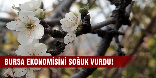 Meyve ağaçlarını soğuk vurdu