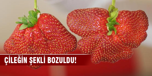Kış uzun sürdü, çileğin şekli bozuldu