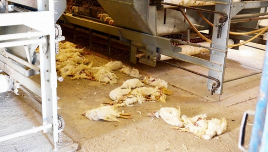 Korkutan gelişme! Ölümler devam ediyor