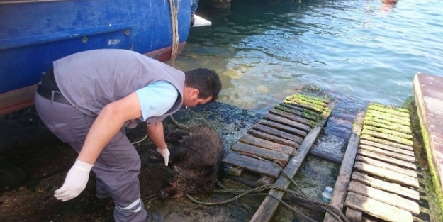 İstanbul Boğazı'nda bir domuz vakası daha
