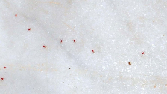 Üniversiteyi keneler bastı!