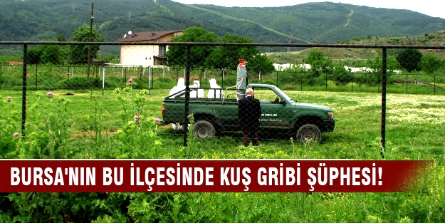 Bursa'nın bu ilçesinde kuş gribi şüphesi!