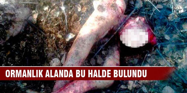 Ormanlık alanda bu halde bulundu!