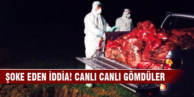 10 bin tavuk gece yarısı itlaf edildi
