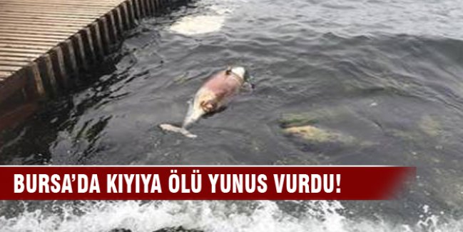 Kıyıya ölü yunus vurdu!