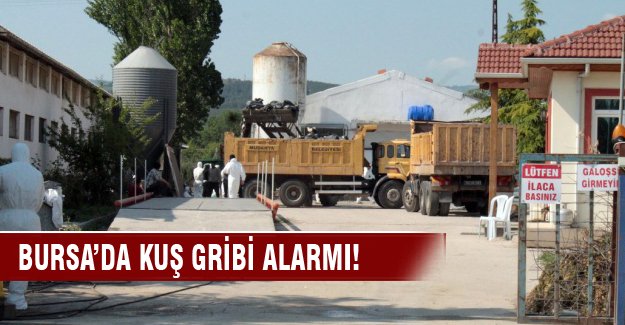 Bursa’da kuş gribi alarmı!