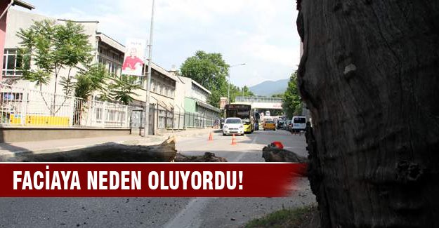 Yola devrilen anıt çınar faciaya neden oluyordu