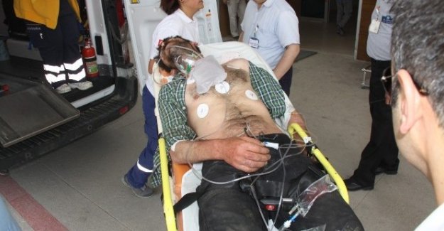 Arıların saldırısına uğrayan adam hastanelik oldu