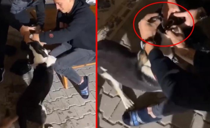 Sosyal medyayı ayağa kaldıran görüntü! Bursa'da 3 arkadaş köpeğin ağzını zorla açıp alkol içirdiler