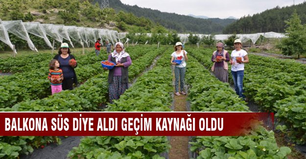 Çilek bahçesi hayali saksıda başladı