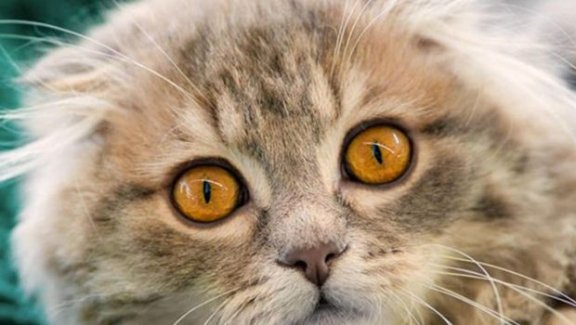 Kedisi olanlar dikkat!