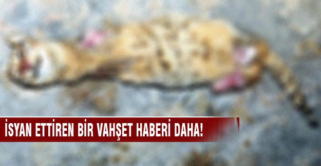 Vahşet! Başını koparıp, ayaklarını kesip, derisini yüzdüler