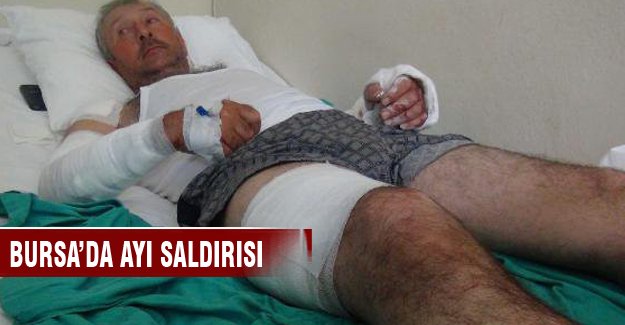 Bursa'da 49 yaşındaki adama ayı saldırısına uğradı
