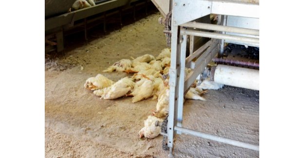 İstanbul'da kuş gribi paniği