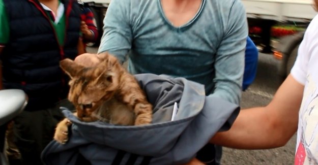 Yavru kedi için seferber oldular