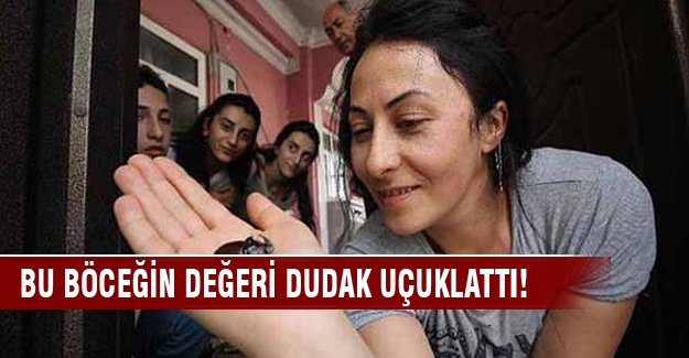 Böceğin değeri 90 bin dolar!