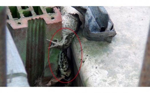 Bursa'da kürekle yılan avı!