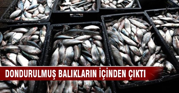 Dondurulmuş balıkların içinden kokoin çıktı