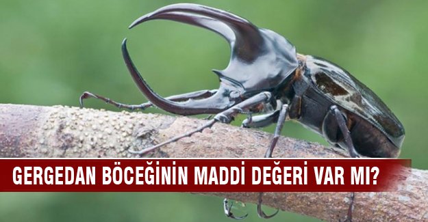 Gergedan böceğinin maddi değeri var mı?