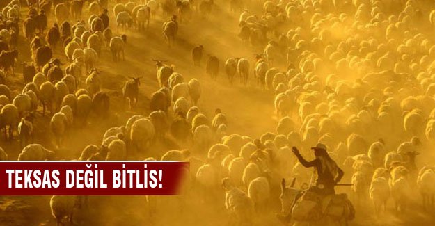 Bitlis'te sürülerin zorlu yolculuğu!