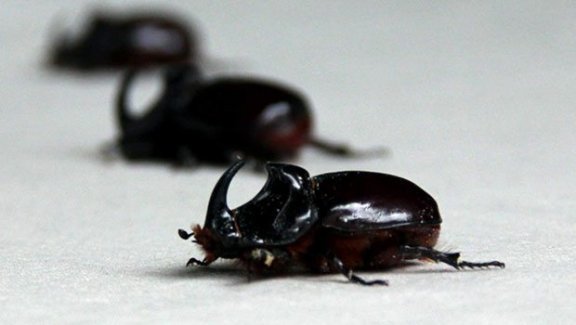 Bakanlık uyardı: Ödül yok üstelik cezası var