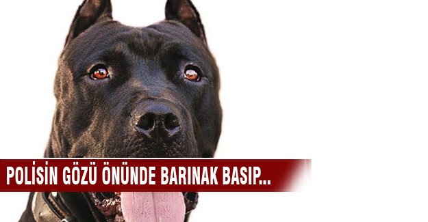 Polisin gözü ününde barınak basıp pitbull’ları çaldılar