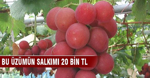 Üzümün salkımı 21 bin TL'den satılıyor
