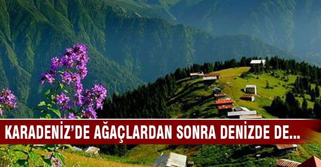 Karadeniz’e 'tehlikesiz atık' vizesi
