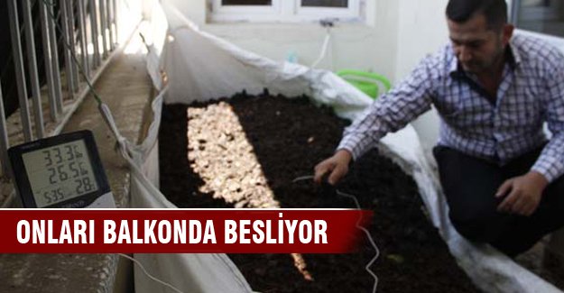 Balkonunda 70 bin solucan besliyor