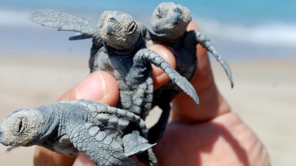 "Sakın elinize almayın"