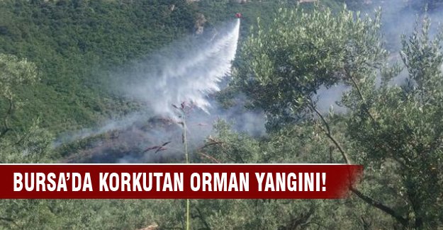Bursa'da korkutan orman yangını