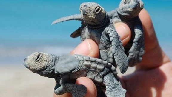 Caretta caretta yavrularını sakın elinize almayın!