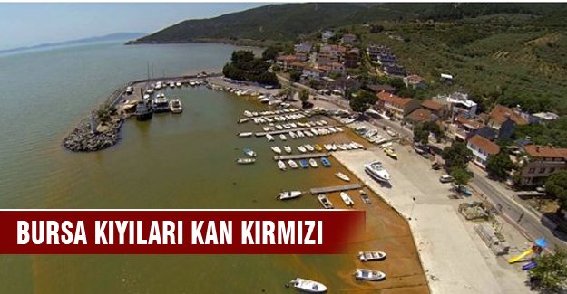 Bursa kıyılarında kızıl tehlike!