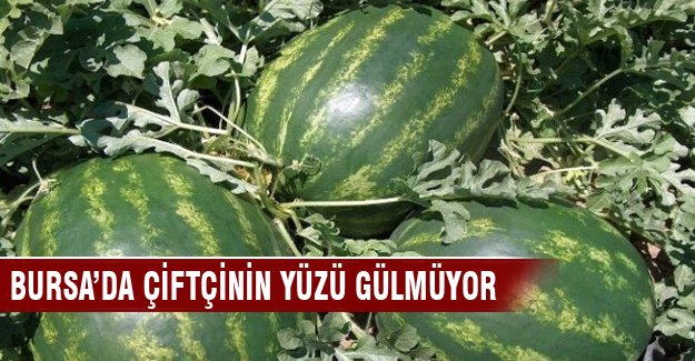 Bursa'da çiftçinin yüzü gülmüyor