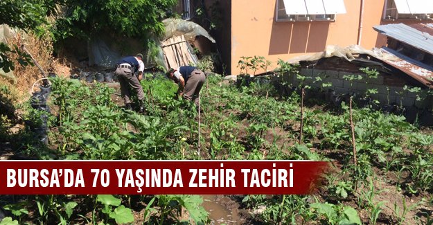 Bursa'da 70 yaşında zehir taciri!