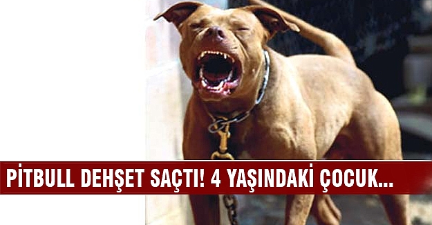 Pitbull 4 yaşındaki çocuğun kulağını kopardı!