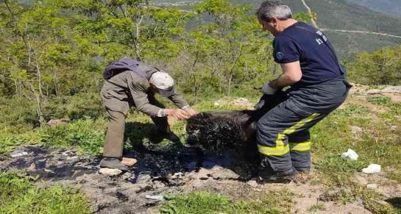 Bursa'da zifte saplanan keçiyi itfaiye ekipleri kurtardı