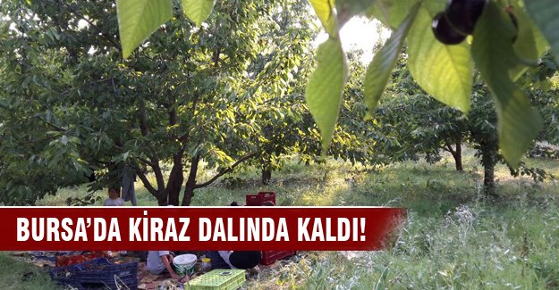 Bursa'da kiraz dalında kaldı!